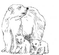 Polar Bear and her cubs